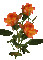 rose orange gif laurachan - Бесплатни анимирани ГИФ анимирани ГИФ