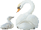 swan schwäne cygnes pond teich bird oiseau spring printemps deco tube animal gif anime animated