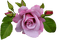 Lila Rose - PNG gratuit GIF animé