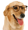 Kaz_Creations Dog Pup Dogs 🐶 - GIF animado grátis Gif Animado