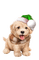 Kaz_Creations Christmas Dog Pup Dogs Colours - nemokama png animuotas GIF