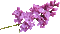 Flieder Blüte - Gratis geanimeerde GIF geanimeerde GIF