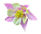 Flower, Flowers, Animation, GIF - Jitter.Bug.Girl - GIF animé gratuit GIF animé