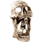skull - zadarmo png animovaný GIF
