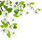 blossom white flowers deco - png gratuito GIF animata