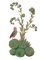 medieval plant - 免费PNG 动画 GIF