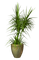 planta - darmowe png animowany gif