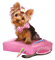 Kaz_Creations Cute Dog Pup Deco - PNG gratuit GIF animé