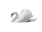swan - darmowe png animowany gif