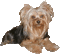patymirabelle chien yorkshire - GIF animate gratis GIF animata