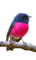 birds katrin - kostenlos png Animiertes GIF