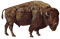 bison - ilmainen png animoitu GIF