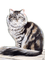 Rena Cat Katze Animal Tier - bezmaksas png animēts GIF