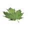 Hoja verde - Bezmaksas animēts GIF animēts GIF