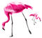 Flamingo's.Pink - bezmaksas png animēts GIF