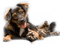 patymirabelle chien et chat - png gratuito GIF animata