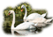 Лебеди - png gratuito GIF animata