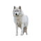 Loup blanc - ilmainen png animoitu GIF