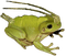 APHID FROG - Darmowy animowany GIF
