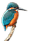 Rena Vogel Eisvogel Bird Animal - δωρεάν png κινούμενο GIF