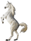 horse katrin - bezmaksas png animēts GIF