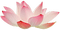 Lotus - zadarmo png animovaný GIF