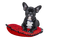 dog hund chien animals animaux - 免费PNG 动画 GIF