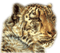 tigre - kostenlos png Animiertes GIF