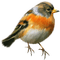 Kaz_Creations Birds Bird