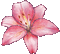 Flower Pink Gif - Bogusia