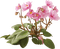 orchids pink bp - png gratis GIF animasi