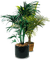 Plants.palm.pot.deco.Victoriabea - Free PNG Animated GIF
