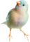 fågel--bird - zadarmo png animovaný GIF