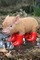 cochon - png gratuito GIF animata