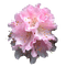 Rhododendron - kostenlos png Animiertes GIF