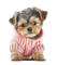 Hund - png gratuito GIF animata