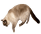 cat katrin - Free PNG Animated GIF