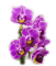 Kwiaty storczyk 6 - бесплатно png анимированный гифка
