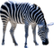 Kaz_Creations Zebra - безплатен png анимиран GIF