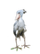 kenkänokka, lintu, bird - gratis png animerad GIF