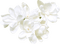Kaz_Creations Deco Flowers Colours - PNG gratuit GIF animé