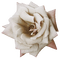 Roses dm19 - png gratis GIF animado