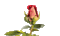 roses  Nitsa - Δωρεάν κινούμενο GIF κινούμενο GIF