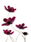 Kaz_Creations Flowers - ingyenes png animált GIF