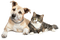 Kaz_Creations Dog Pup Dogs 🐶Cat Kitten - zadarmo png animovaný GIF