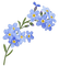 Blue.Flower.Forget me not.Victoriabea - GIF animado grátis