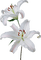 dulcineia8 flores - png gratis GIF animasi