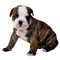 bulldog - PNG gratuit GIF animé