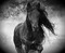 cheval passion - δωρεάν png κινούμενο GIF