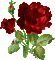 Rose rouge - GIF animé gratuit GIF animé